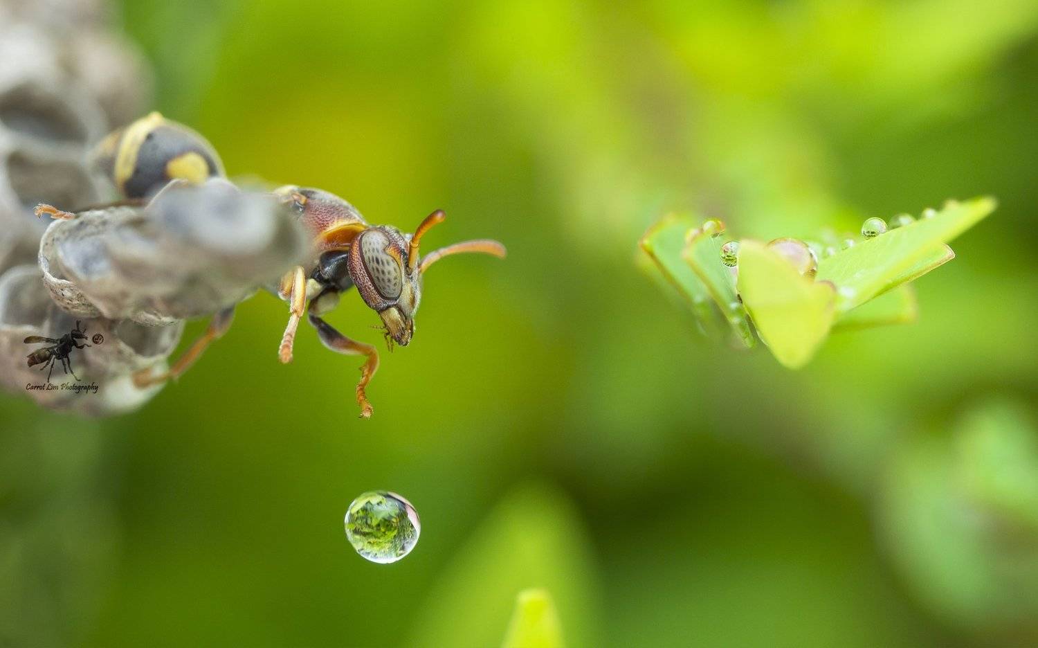 #macro#wasp#waterbubble#reflection#colors, Choo How Lim