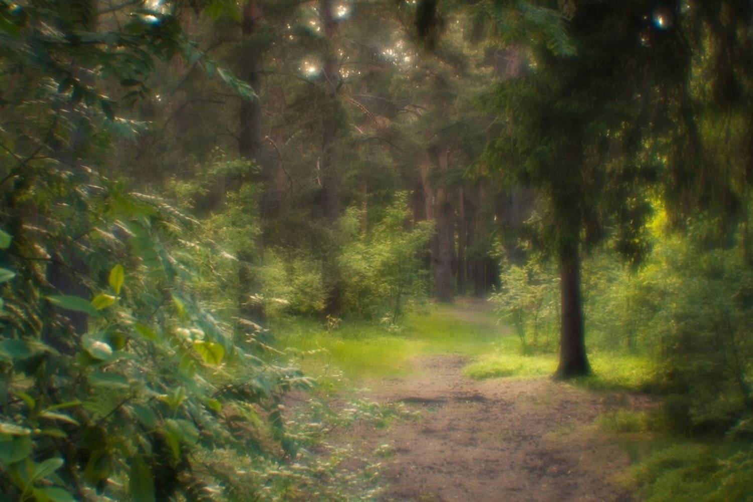 фото, природа, лес, монокль, пикториализм, дубна, россия, Шарапов Сергей