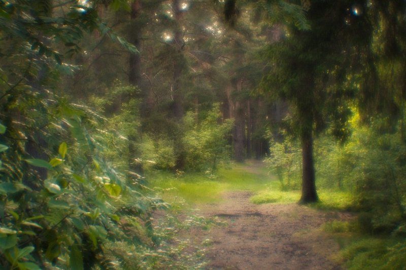 фото, природа, лес, монокль, пикториализм, дубна, россия После дождя фото превью