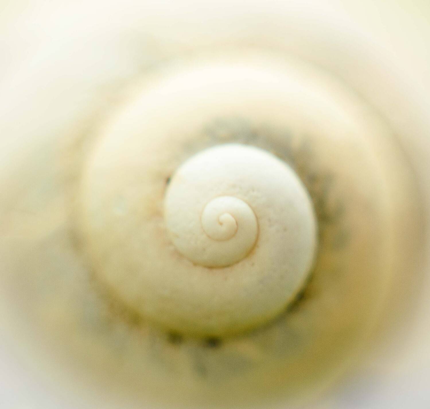 , Анастасия Павловская