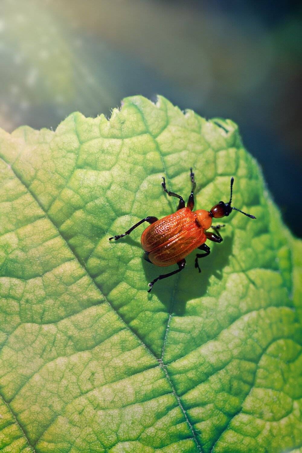 жук, кора, крылья, лапы, тень, черный, красный,цветы,свет,листья, Юрий Котов