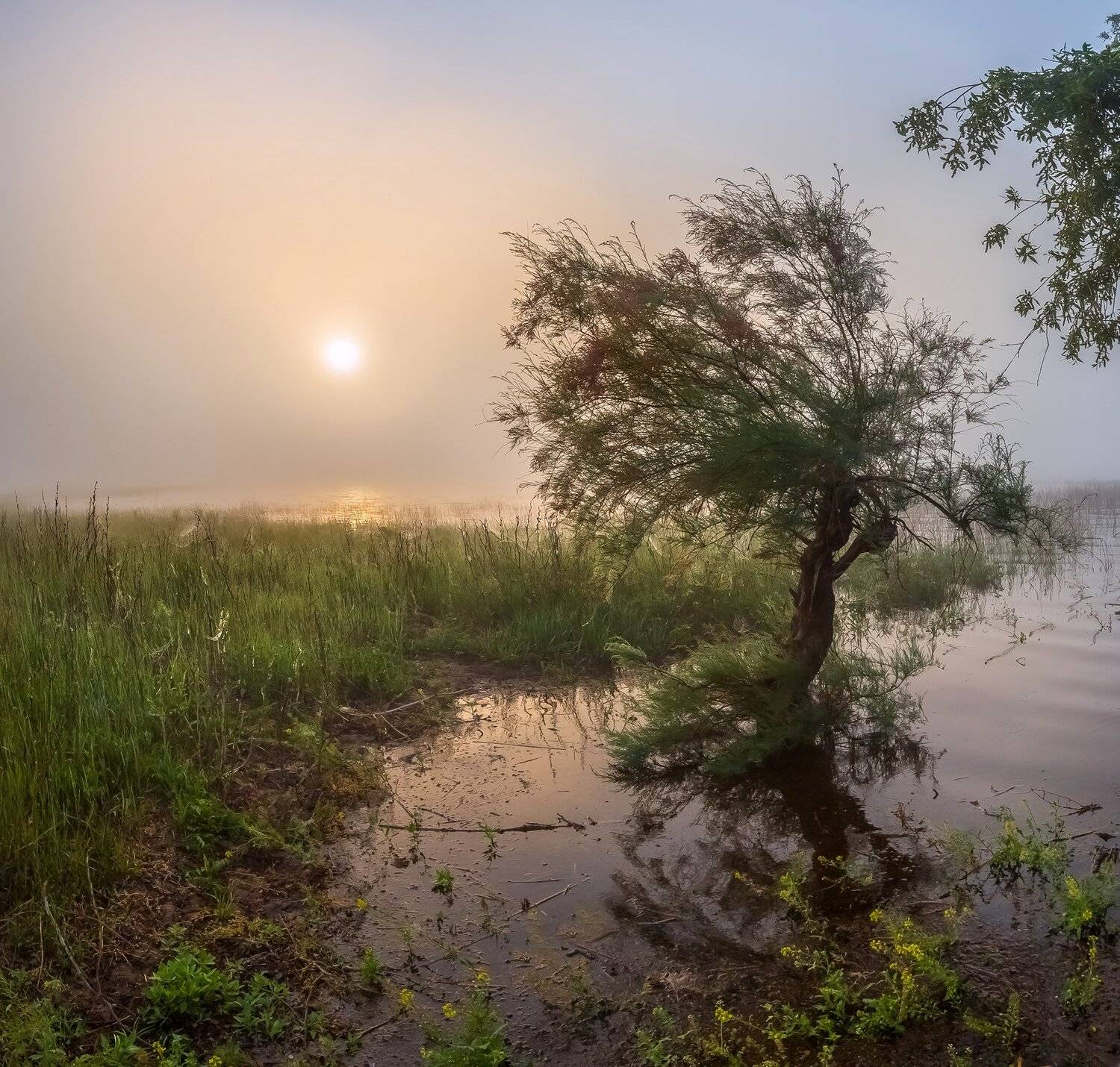 весна, половодье, астраханская область, волга, река, рассвет, дерево, поволжье, вода, туман, тамарикс, солнце, Лашков Фёдор