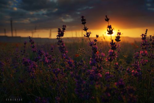 В лаванде - Солнце заблудилось.