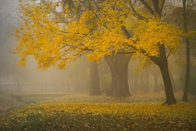 listopadowy poranek фото превью