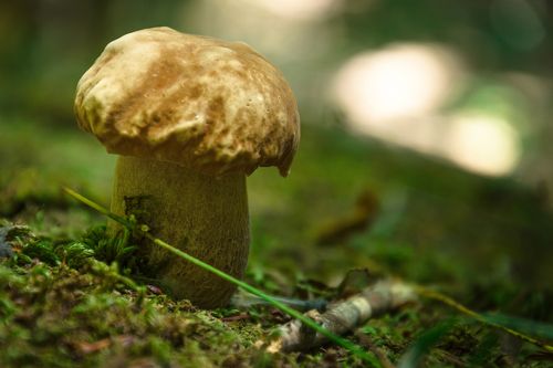 ЛЕСНЫЕ ВОЛШЕБНИКИ. ЧАСТЬ 2