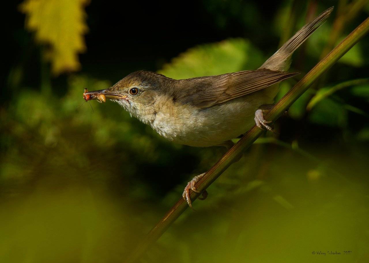 , Валерий Субачев