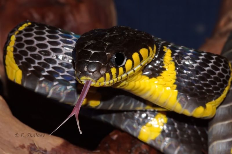 reptilia,рептилия,змея,мангровая змея,boiga dendrophila, snake, Мангровая змея фото превью