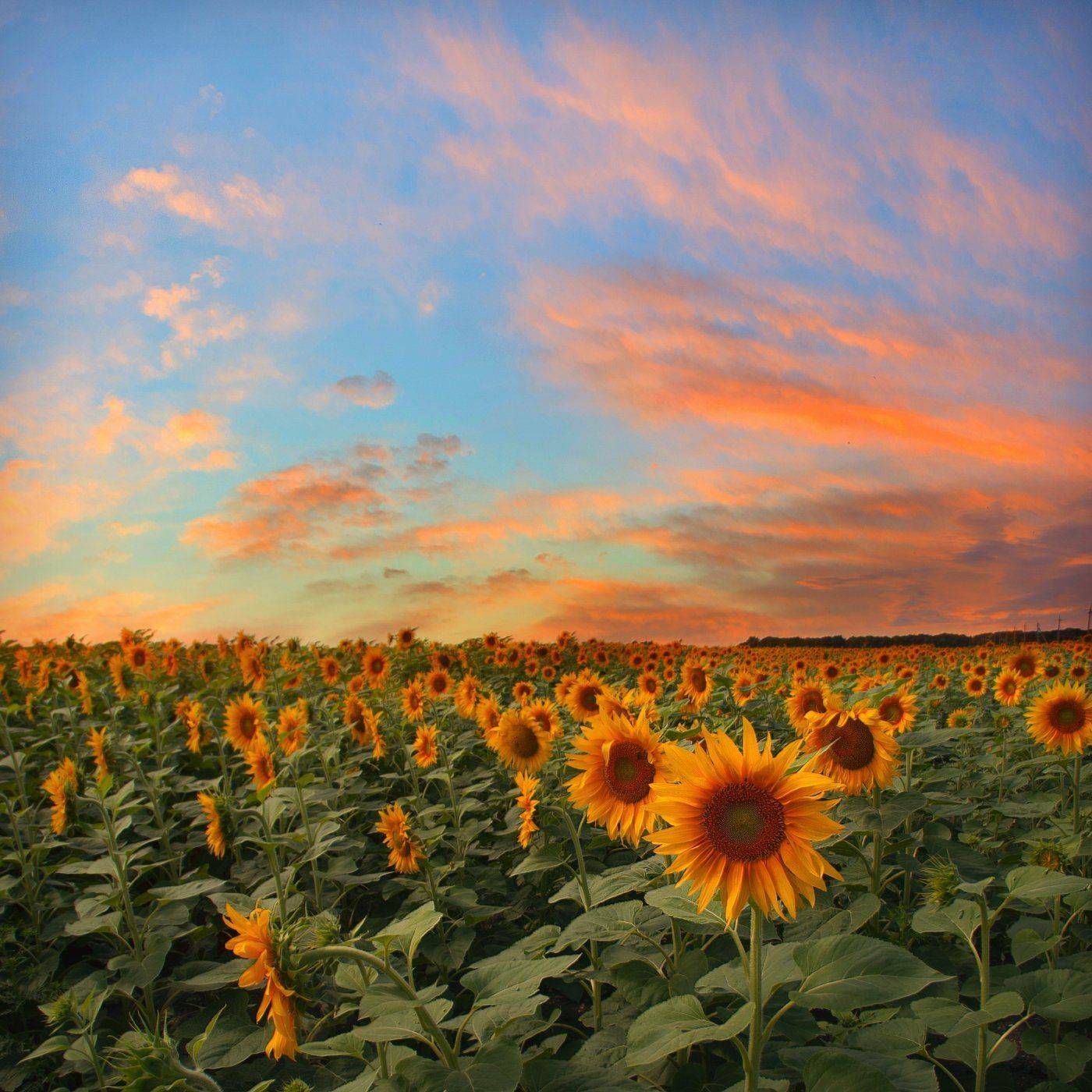 , Елена Брежицкая