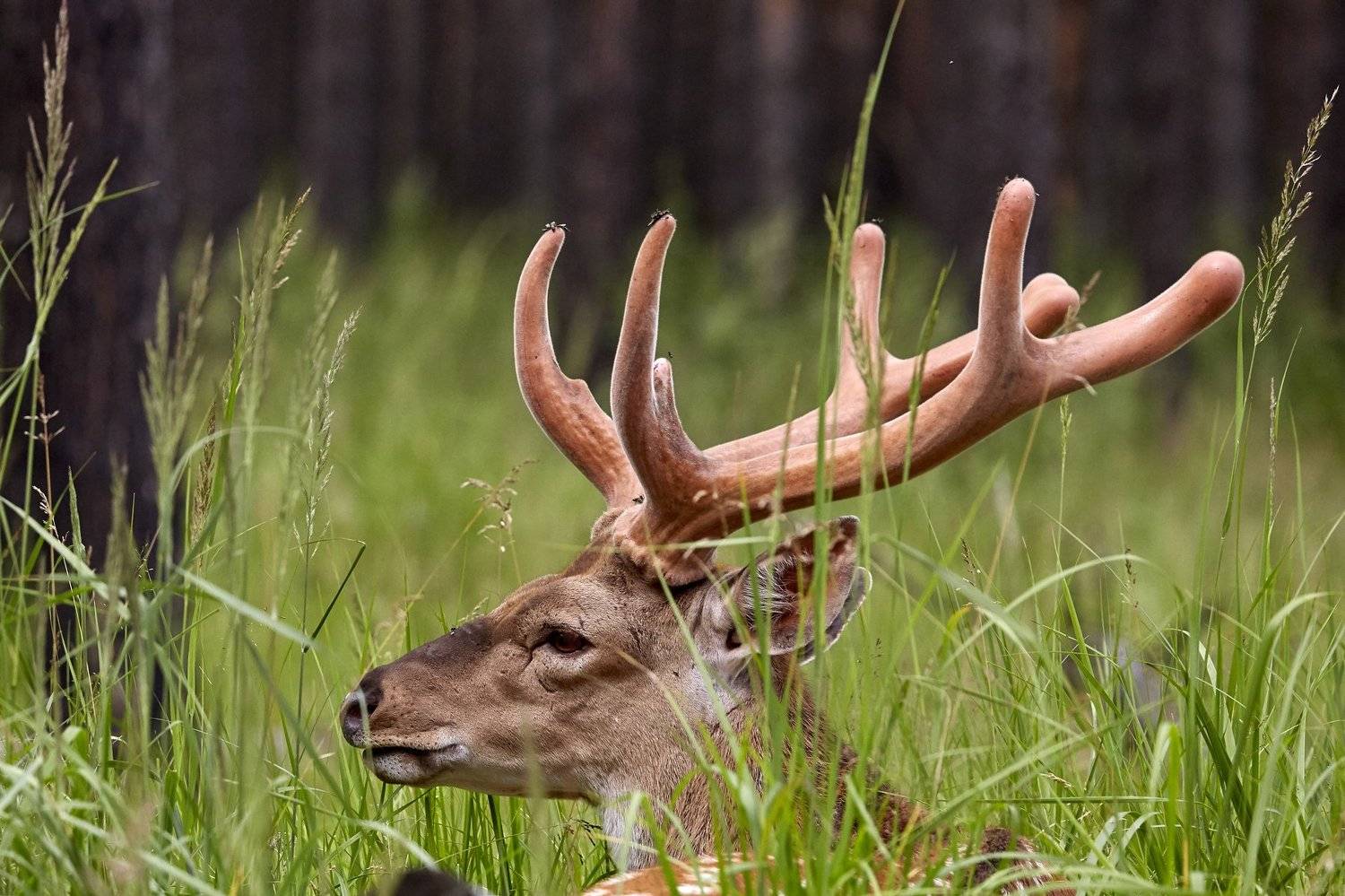 животные, анималистика, олень, пятнистый олень , Конев Сергей