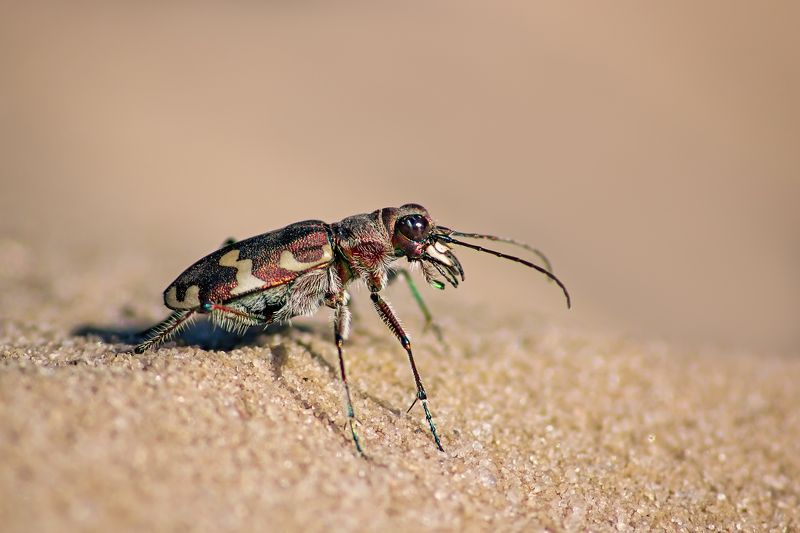 Жук-скакун фото превью
