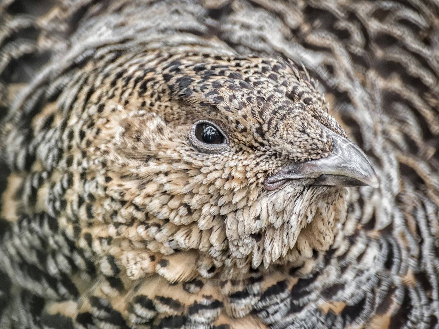 новосибирск  зоопарк, Андрей Поляков