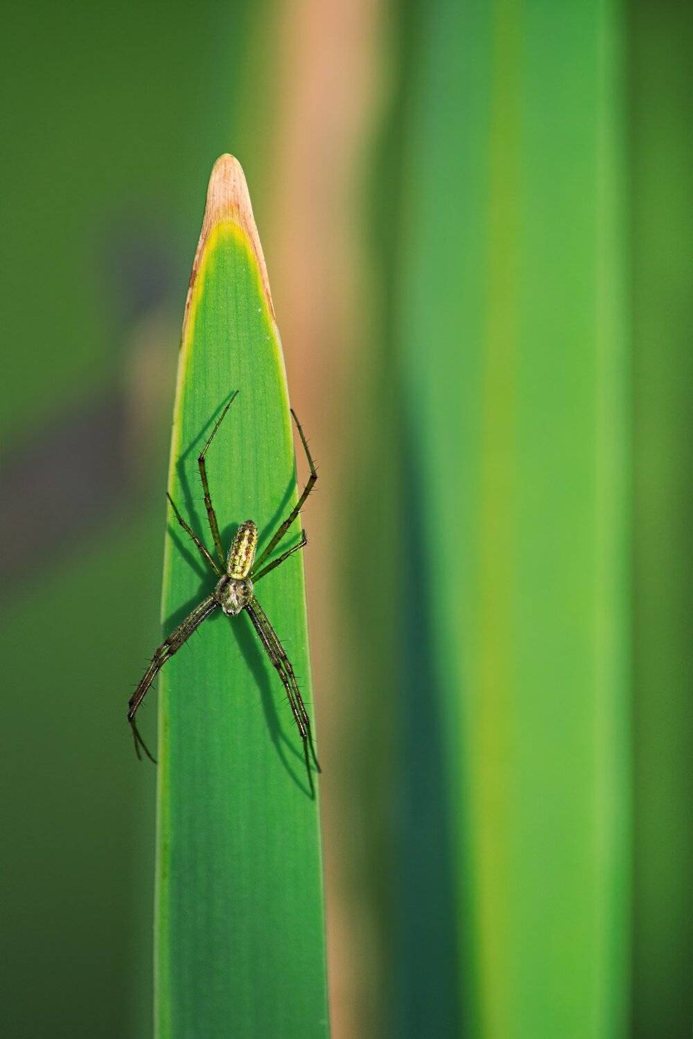 паук,лист,зелень,трава,свет,лапы, Юрий Котов