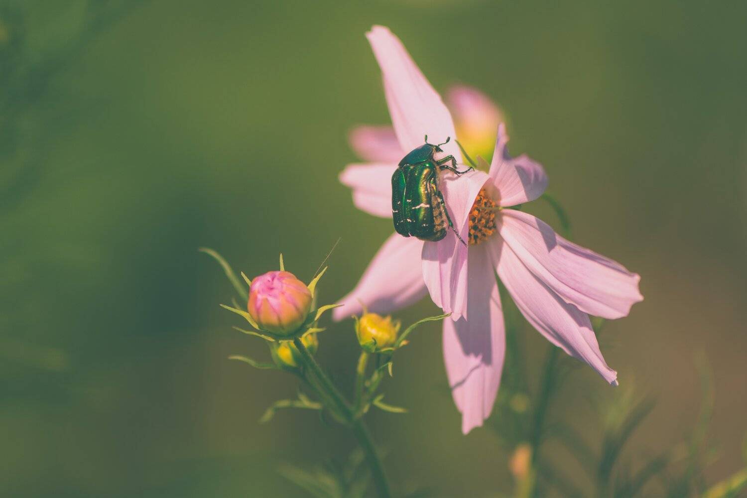 , Юрий Пужалин
