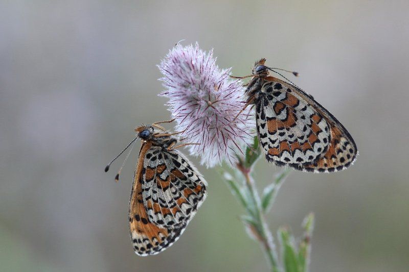 шашечница, бабочка, клевер, утро Утром на клевере фото превью