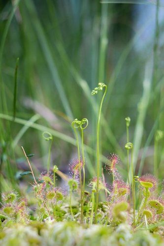 Тихий убийца