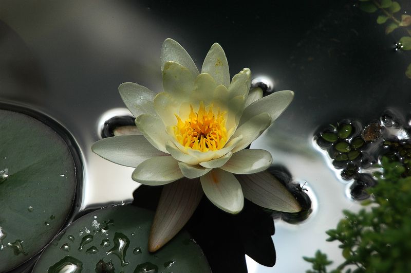 Немного солнца в холодной воде фото превью