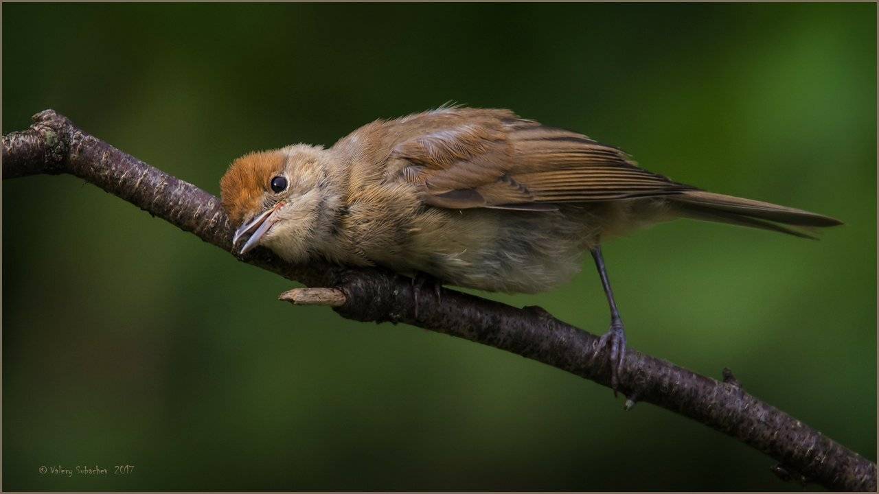 , Валерий Субачев