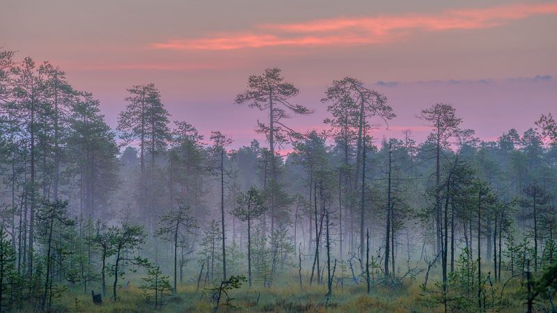 карелия, рассвет, север, туман * фото превью