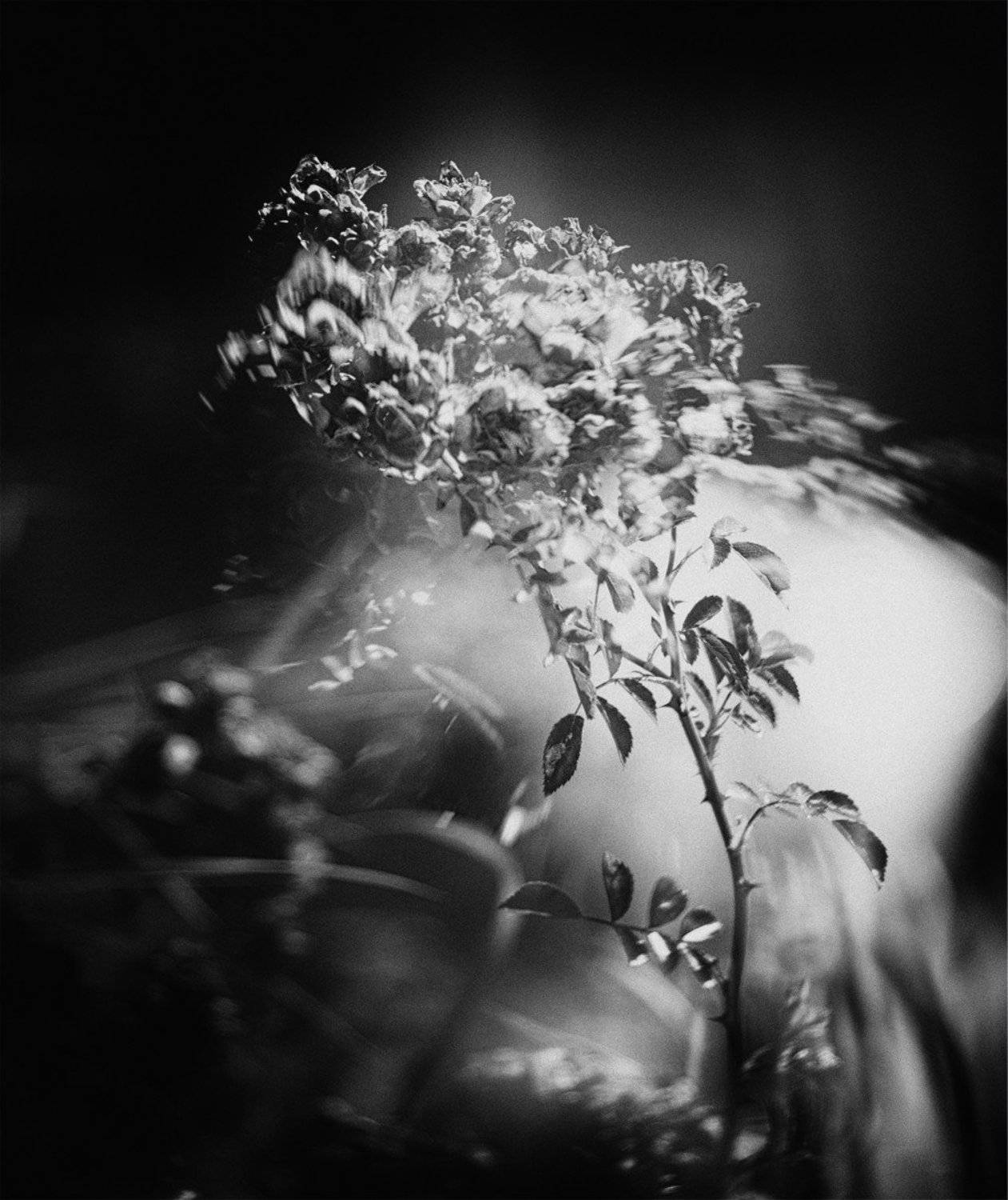 цветы, настроение, свет, valeko