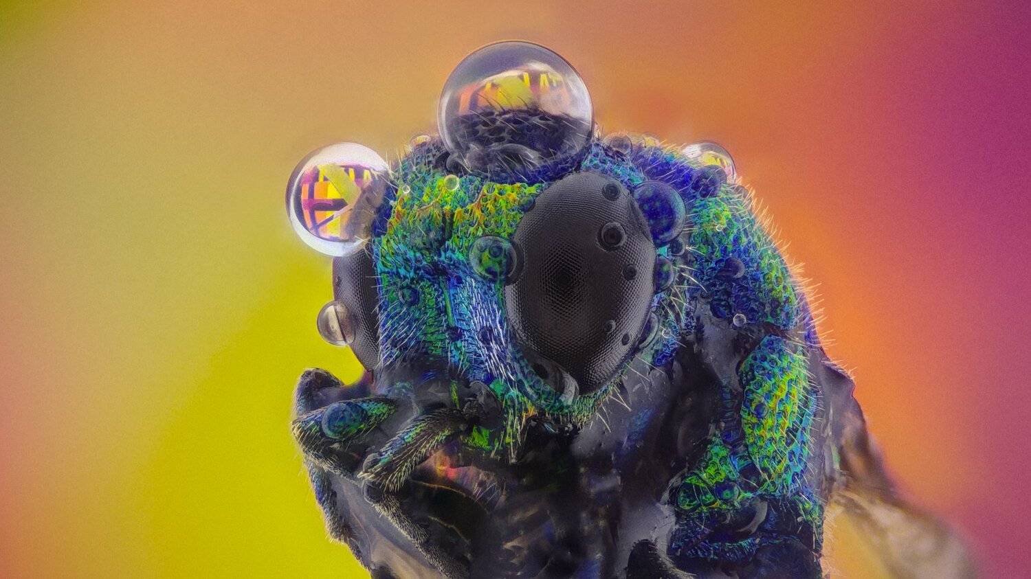 ceclii,macro,lgg4, extremmacro,  макро, Tsvetan Ganev