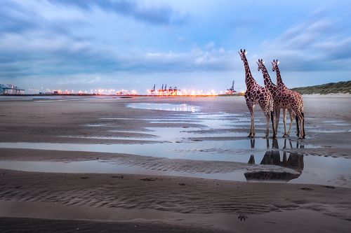 *Жирафы: долгая дорога домой...*