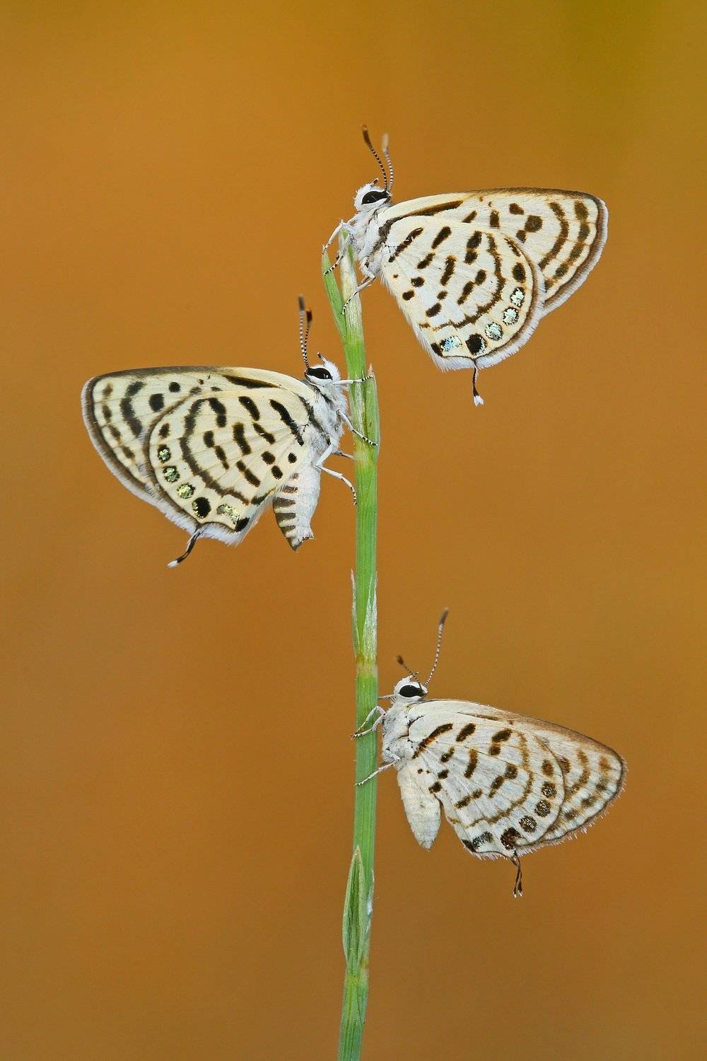 little,tiger,blue,butterfly,macro,nature,northcyprus,cyprus, Hasan Baglar