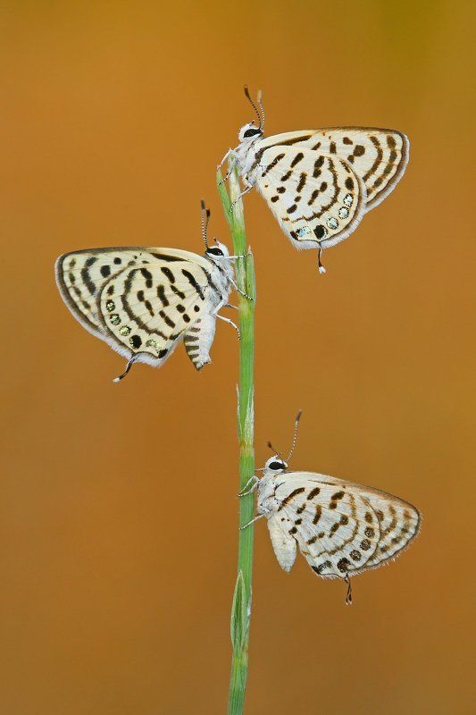 little,tiger,blue,butterfly,macro,nature,northcyprus,cyprus Triple фото превью