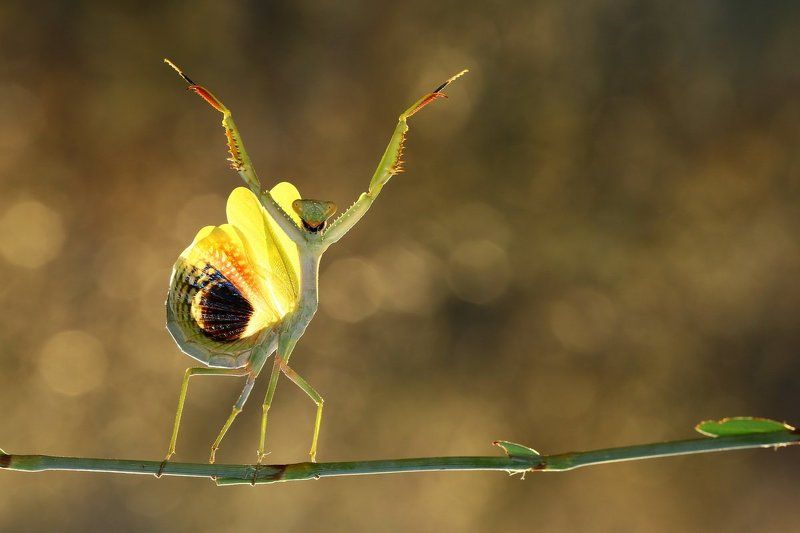 praying,mantis,dancing,macro,nature,northcyprus,cyprus,35photo,awards Let\'s Dance фото превью