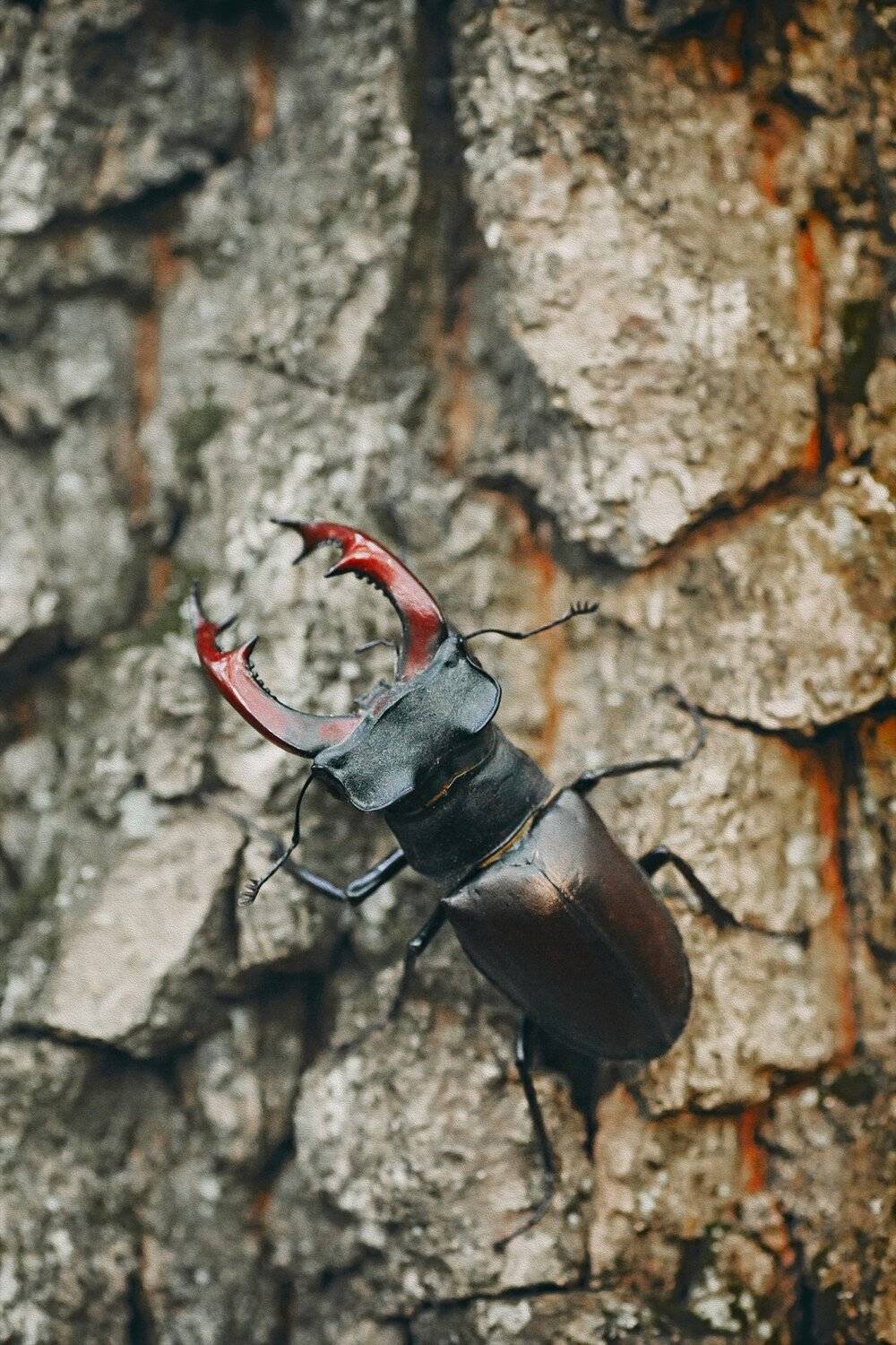 жук, кора, крылья, лапы, тень, черный, красный,цветы,свет,листья, Юрий Котов