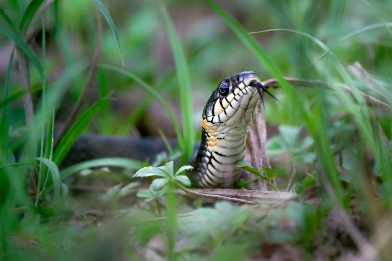 Ужик... фото превью