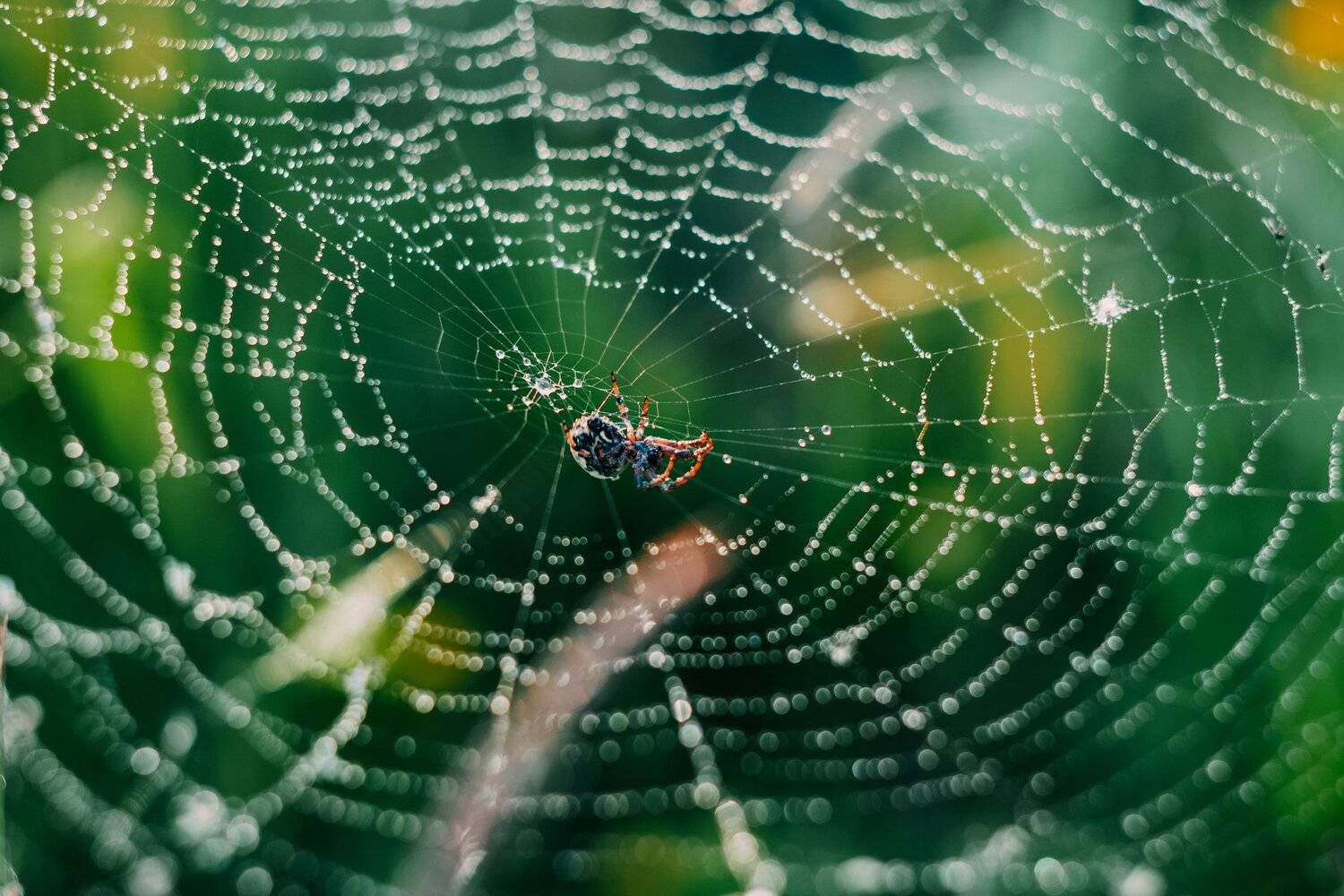 ямал , сибирь, макро, салехард ,паутина, ямал, Настя Братка