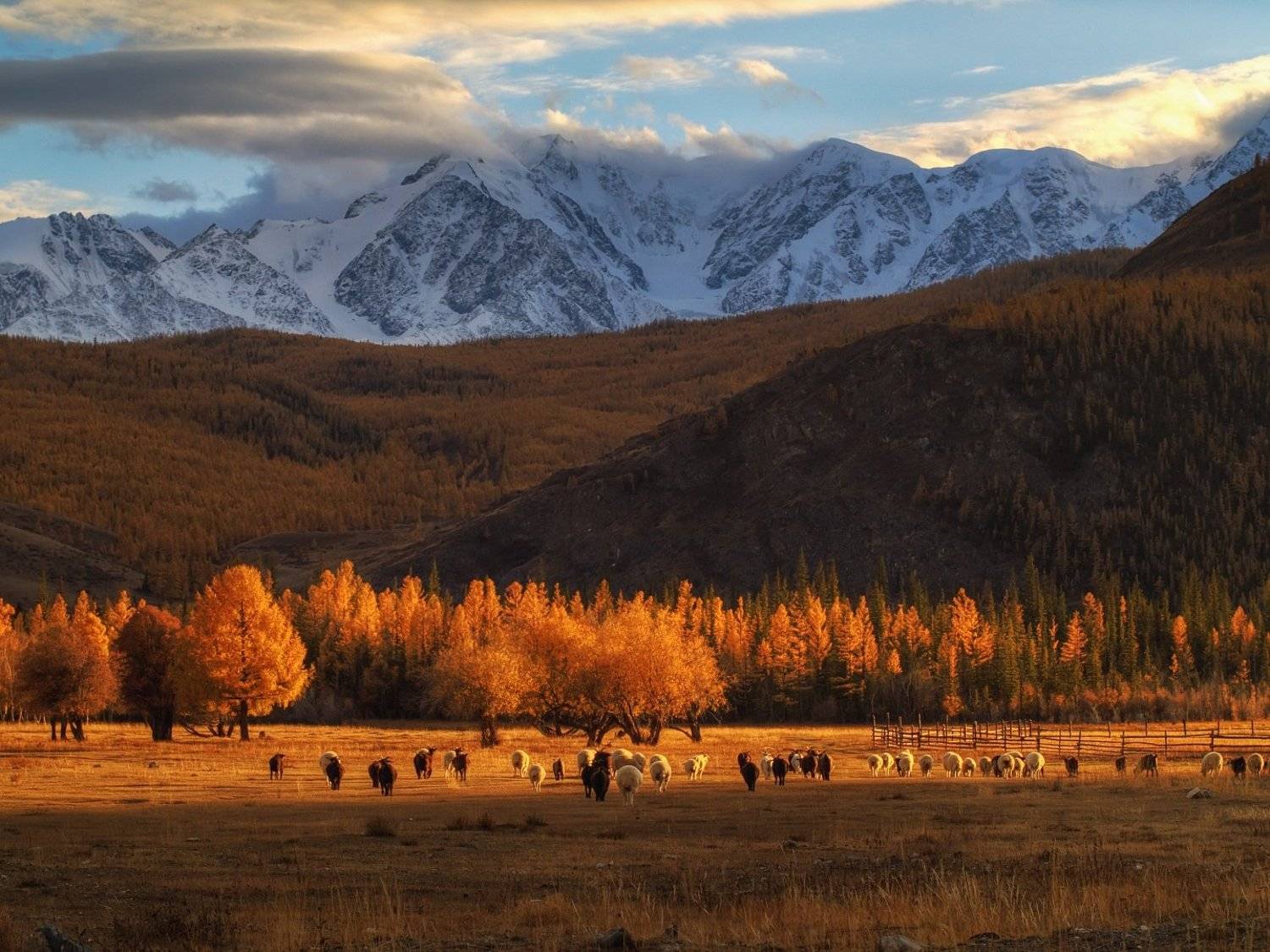 алтай, курай, Владимир Лякишев