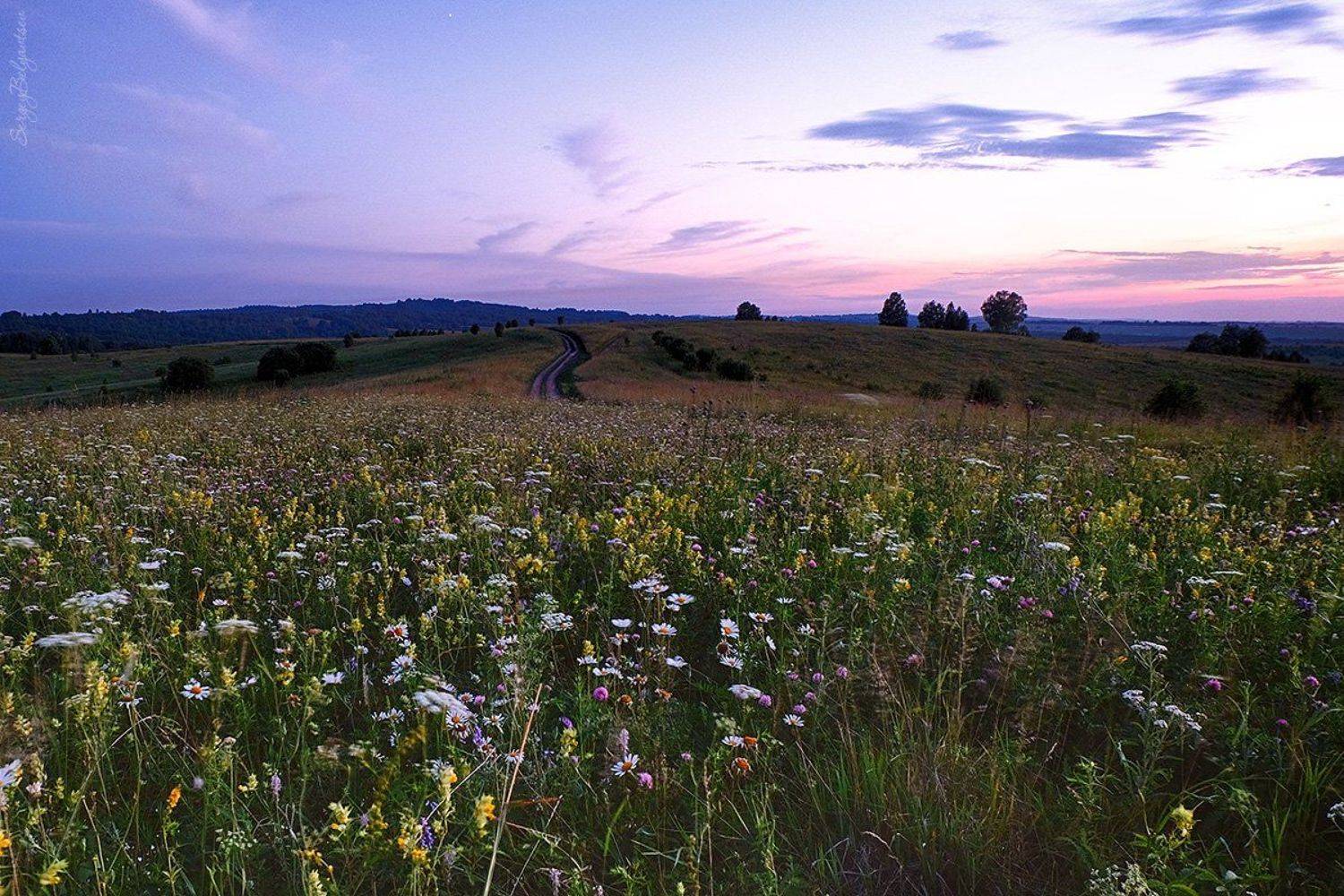 fujifilm, x-m1, fujinon 16-50mm f/3.5-5.6, поляна, закат, вечер, небо, лес, тайга, цветы, трава, ромашки, hdr, Сергей Белявцев