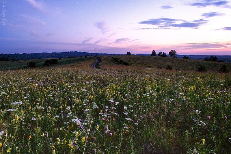 fujifilm, x-m1, fujinon 16-50mm f/3.5-5.6, поляна, закат, вечер, небо, лес, тайга, цветы, трава, ромашки, hdr * * * фото превью