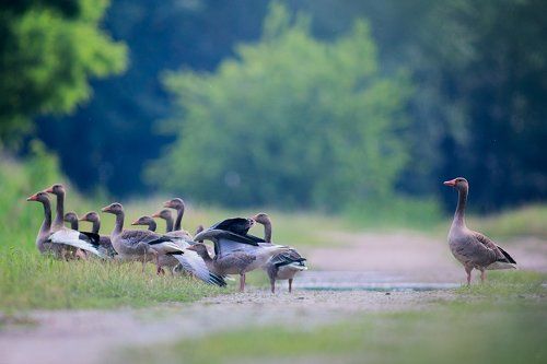 Greylag's clan