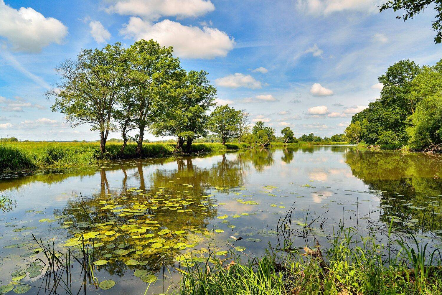odertal national park water tree trees clouds sky green schwedt oder lake, Radoslaw Dranikowski