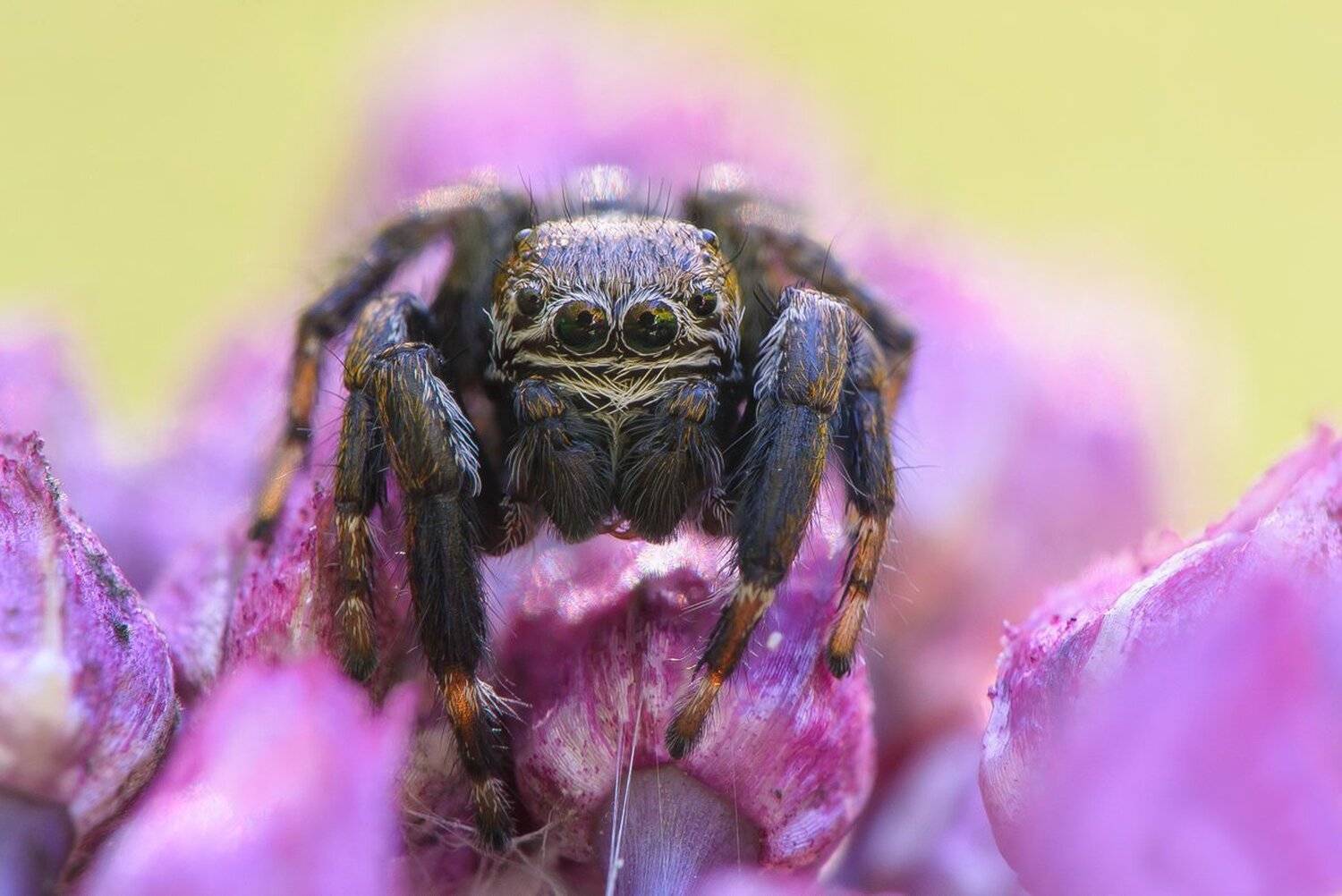 , Кузнецов Дмитрий