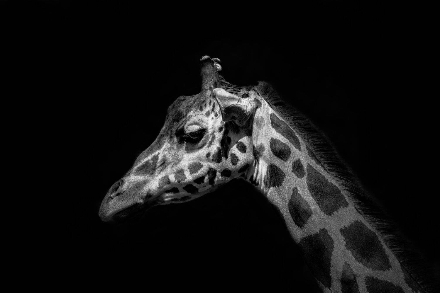 , Юрий Пужалин