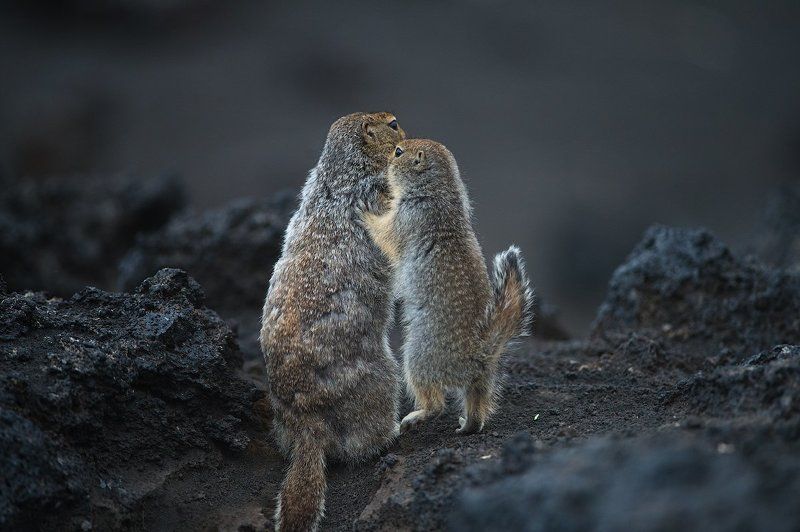 суслик, евражка, камчатка, россия, дикая природа, вулкан, nature, wildlife, kamchatka, russia, nikon Семейный разговор фото превью