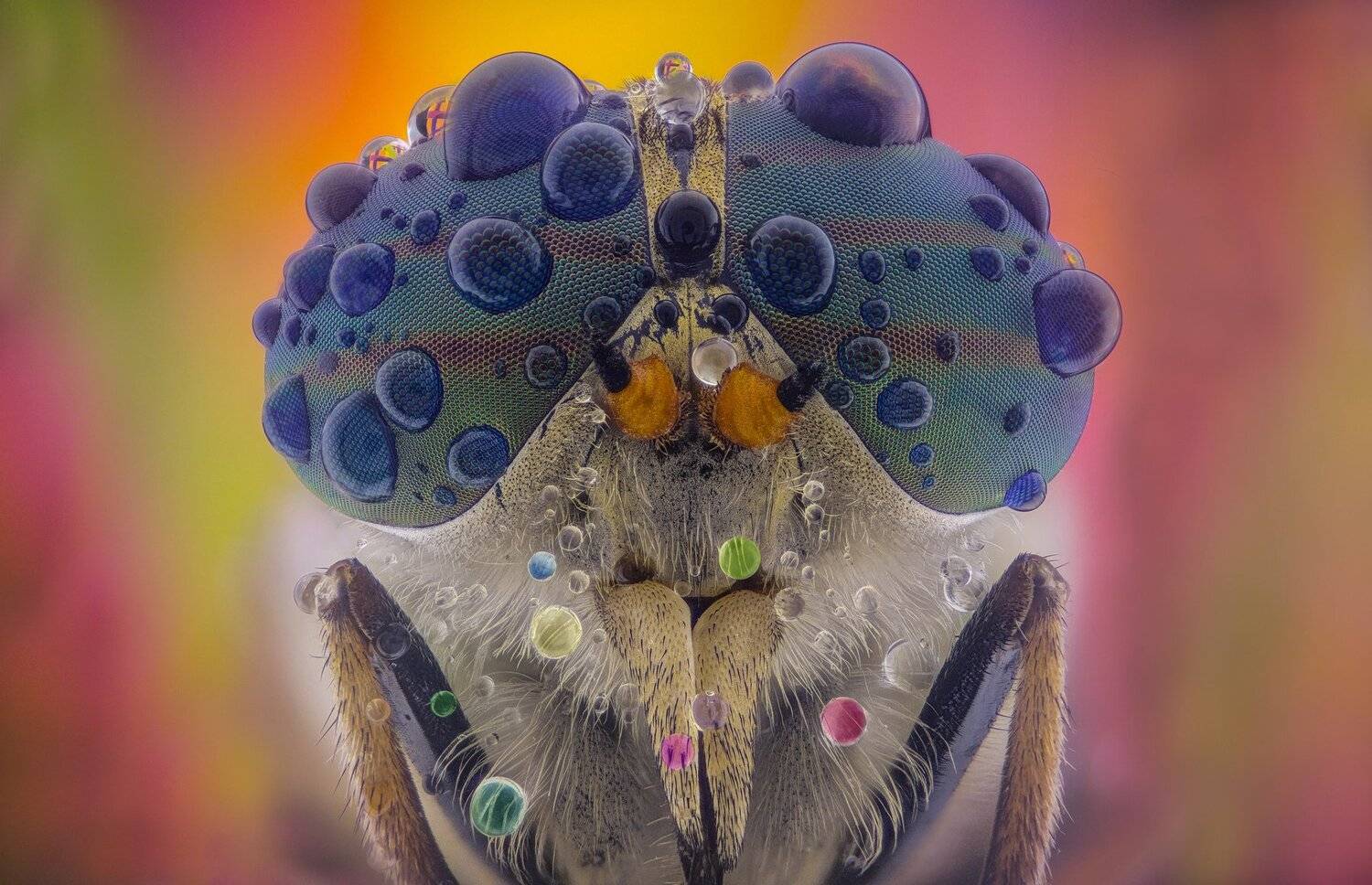 ceclii,macro,lgg4, extremmacro,  макро, Tsvetan Ganev