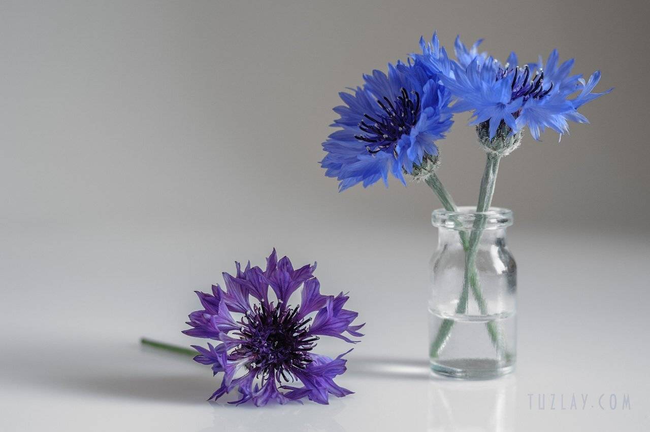 васильки, флакон, пузырёк, весна во флаконе, Владимир Тузлай