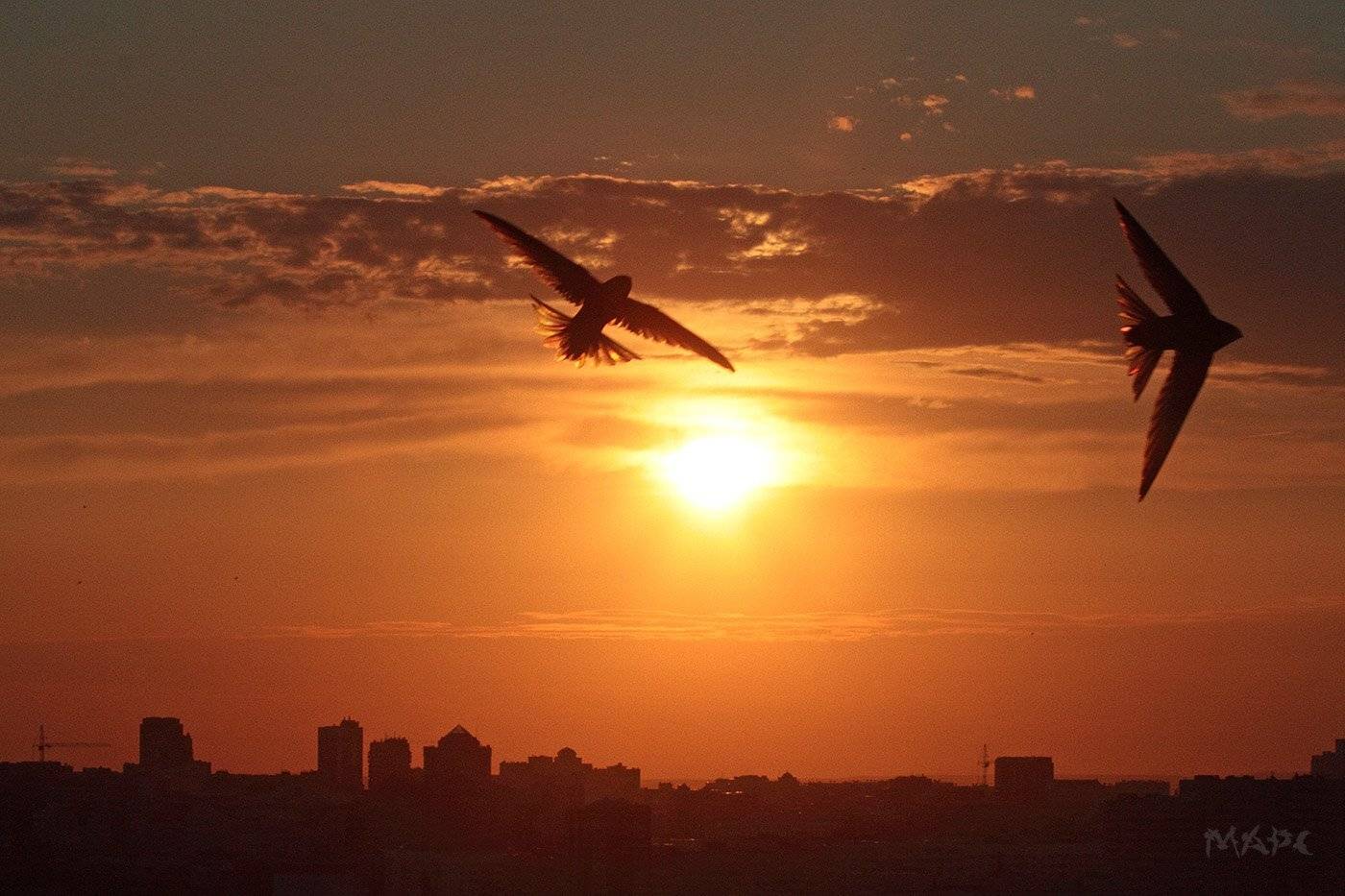 животные птицы стрижи закат, Шангареев Марс