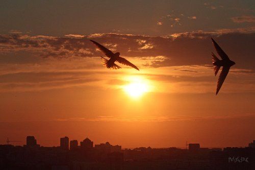 Городские стрижи 3