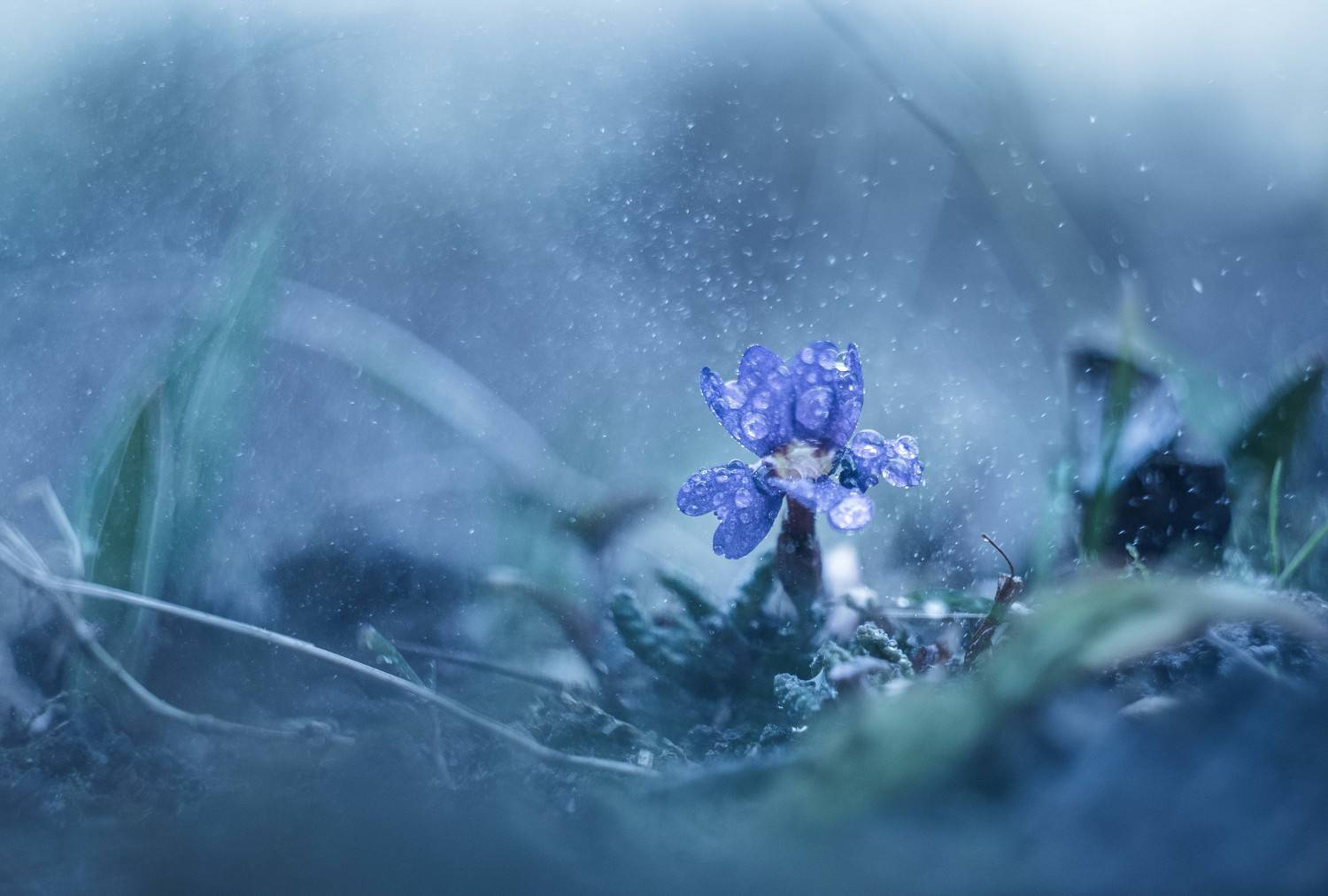 , Анастасия Павловская