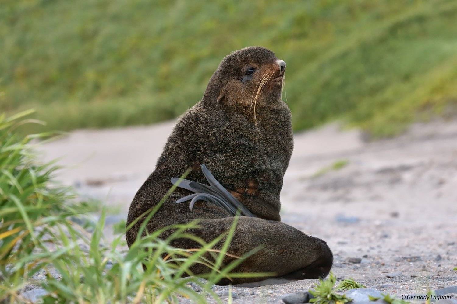северный морской кот, Геннадий Лагунин