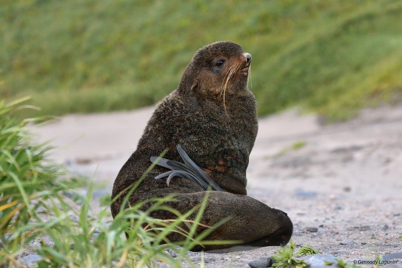 северный морской кот Пляжный сезон на острове Беринга фото превью
