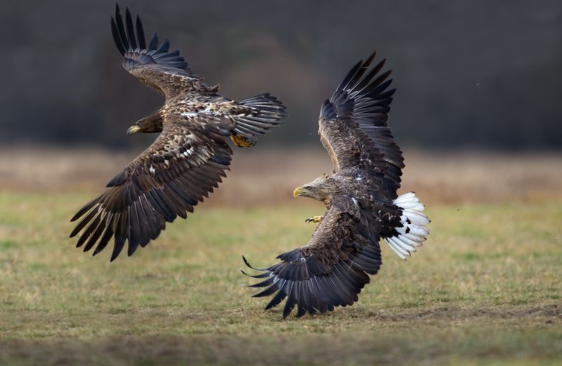 sea eagle фото превью
