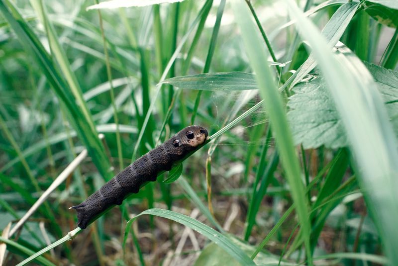 природа, лето Винный бражник фото превью