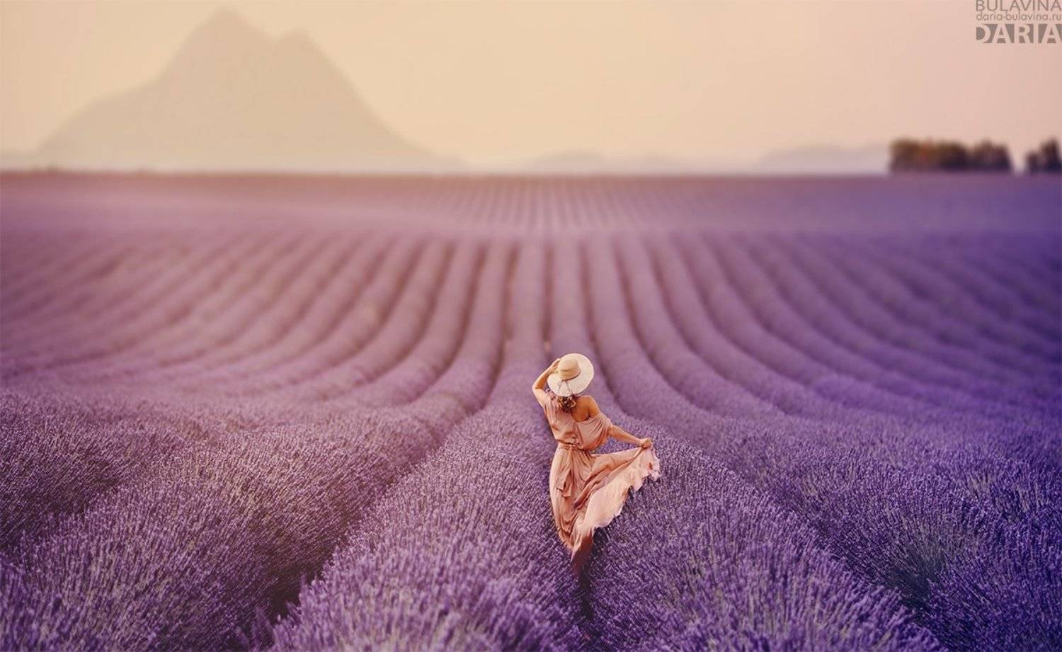 лаванда, лавандовыеполя, франция, прованс, Дарья Булавина