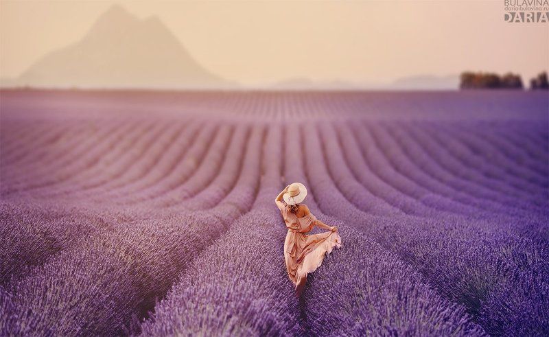 лаванда, лавандовыеполя, франция, прованс Светлана фото превью